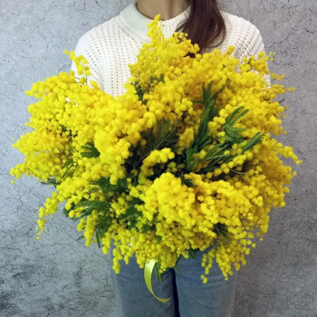 Купить букет мимозы – лучшие цены в Москве | Butik Flowers