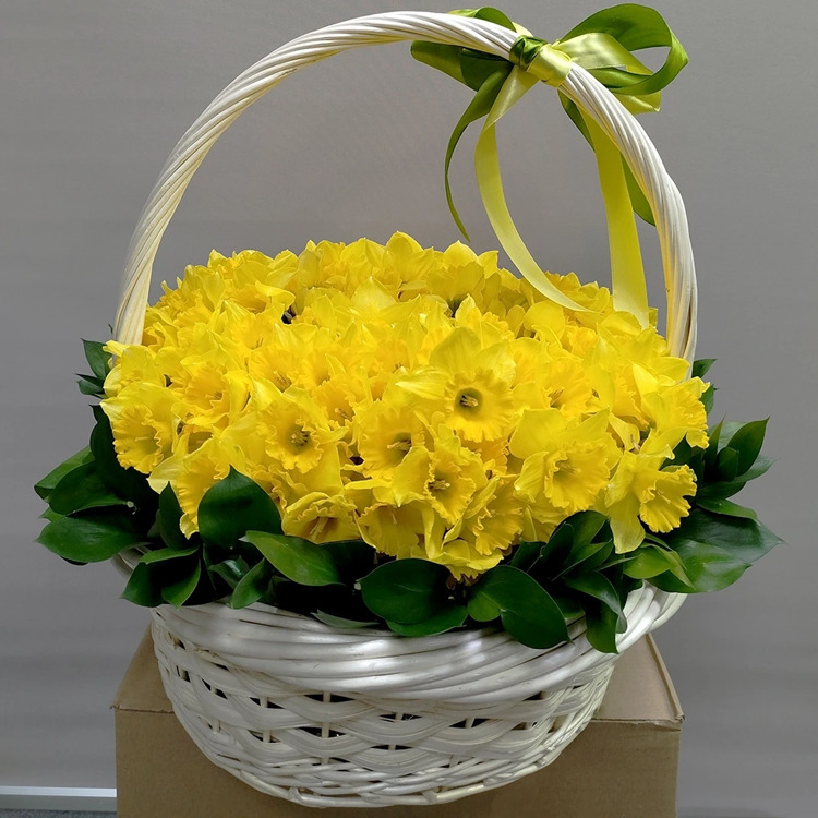Корзина из 151 нарцисса